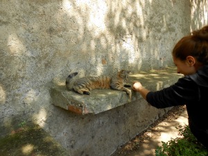 Giulia, a volunteer at Piramide's cat sanctuary